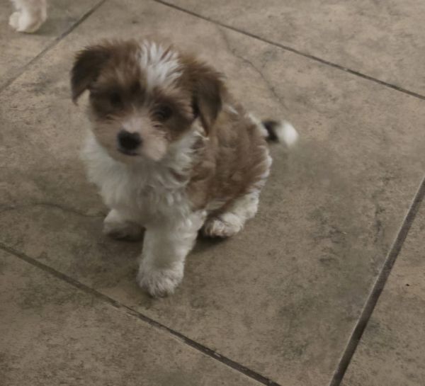 Yorkshire terrier puppies