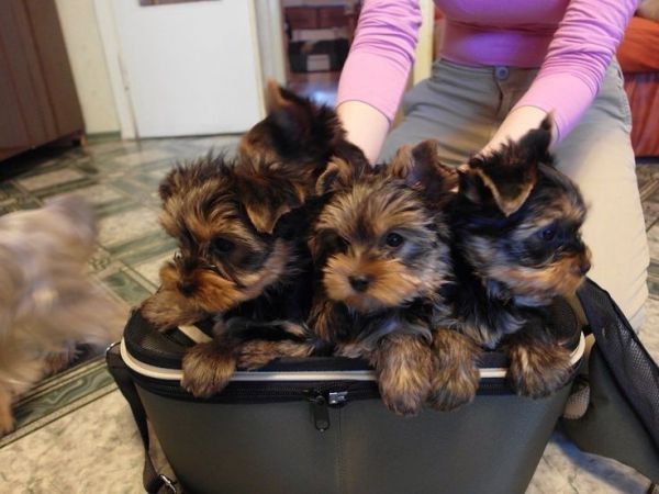 Reliable Yorkies ready now