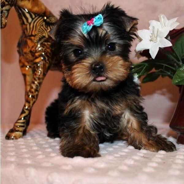 Meet Albert! Boy Yorkie Puppy
