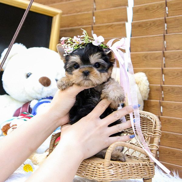Teacup Yorkie Puppies available ready for new homes