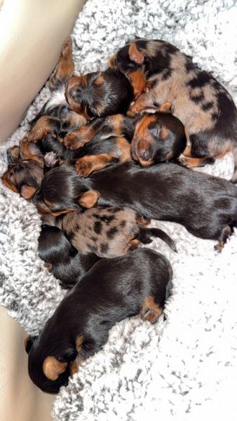 Yorkies ; traditional and Merle puppies
