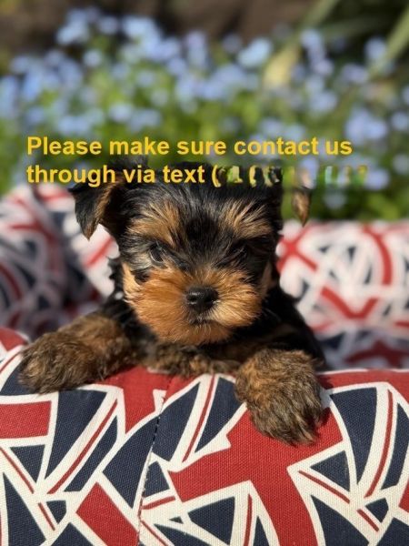 Yorkshire Terrier girl kennel club registrered