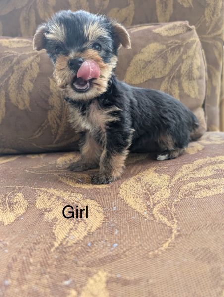 Sparkles is looking for her a home