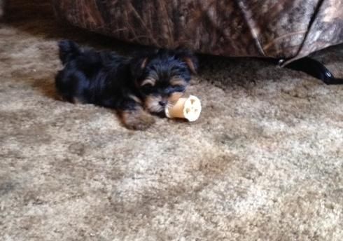 Yorkie Pups Still Available ***