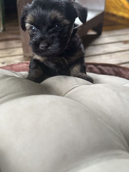 Registered male Yorkies