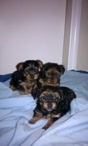 Lovable Yorkshire Terrier Pups *** ******1