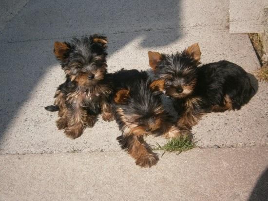 Yorkshire Terrier Puppies For Sale