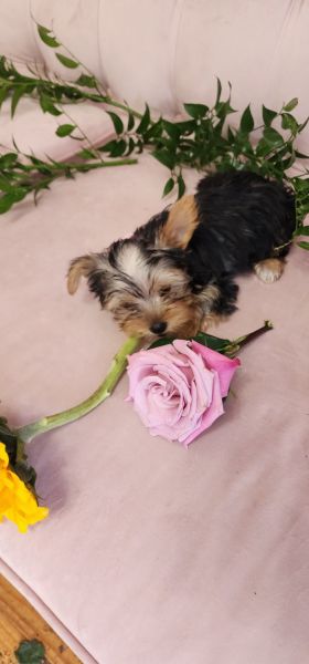 Yorkie puppies