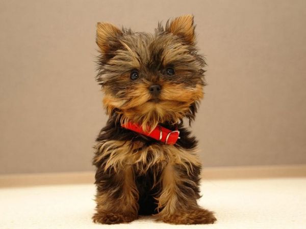 Teacup Yorkie Puppy for Adoption