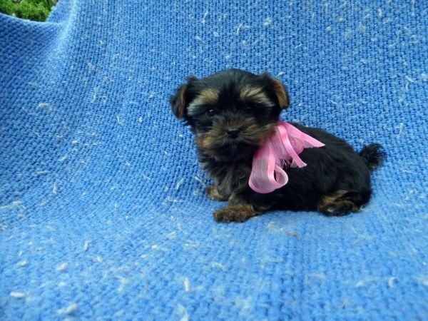 Yorkie Puppies
