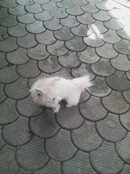 Adorable Yorkie Puppies Ready To Go:(2***) ***9-4***1