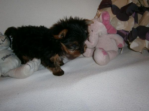 Tiny and Compact Yorkie