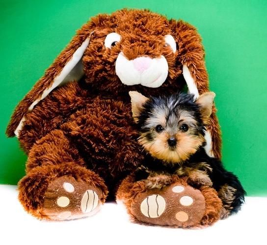 Yorkshire Terrier For Sale Text Me (***) ***-***9