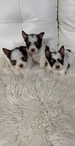 Small Yorkshire Terriers Available