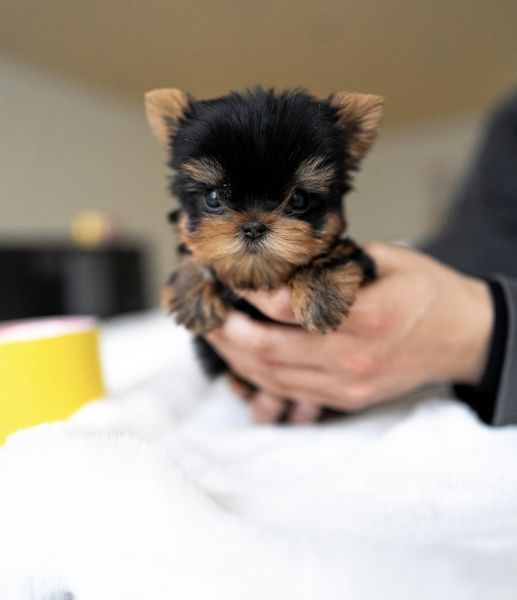 Teacup Yorkie