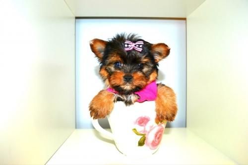 Two Tiny Micro Teacup Yorkie