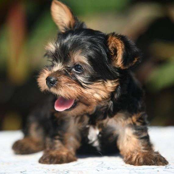 Adorable Male and Female Teacup Yorkie Puppies for Lovely Homes
