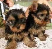 male female yorkie pups