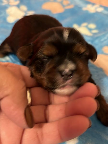 Precious puppies looking for a loving home