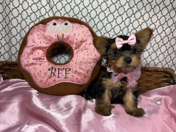 Tea Cup Yorkie Puppy