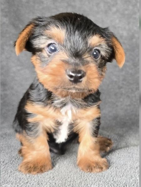 Homestead Acres Shih Tzu and friends