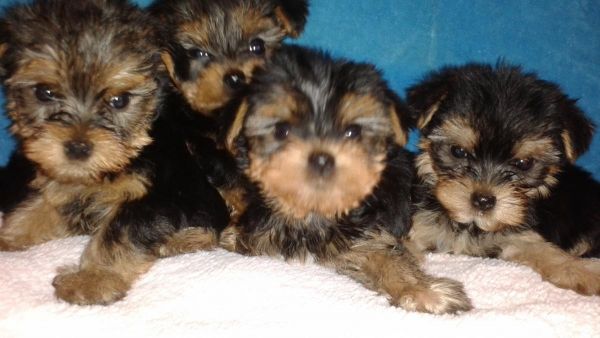 Yorkies puppies