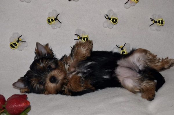 Teacup & Toy Yorkie Puppies For Sale