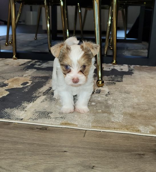 Male Toy Yorkie - Pure Breed