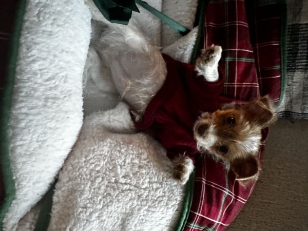 AKC reg, Yorkie City Cuddle Angel’s