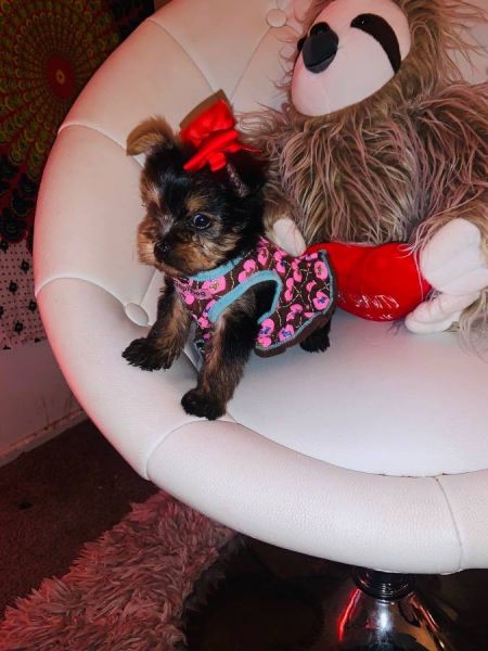 teacup yorkies for sell