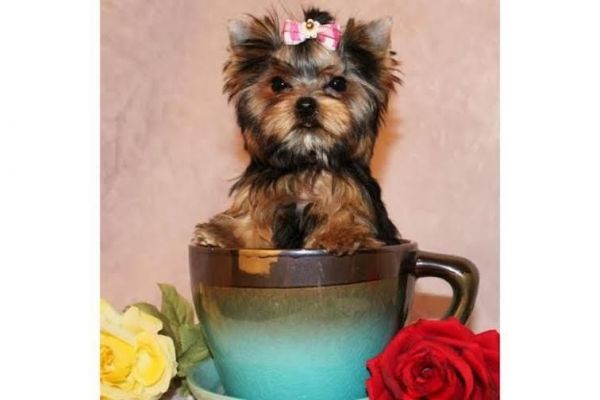 13 weeks tea cup yorkies