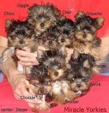 Cute And Adorable Yorkie Puppies For Adoption