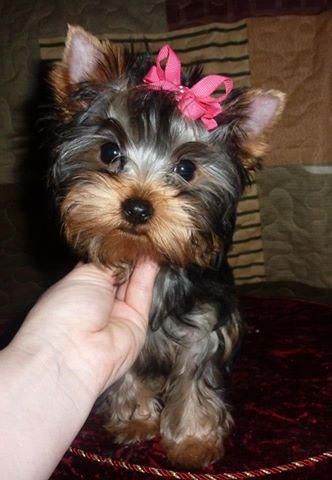 Charming Yorkshire Terrier Puppies For Re-homing