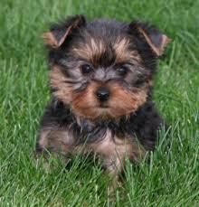 Registered Yorkie puppies for adoption.