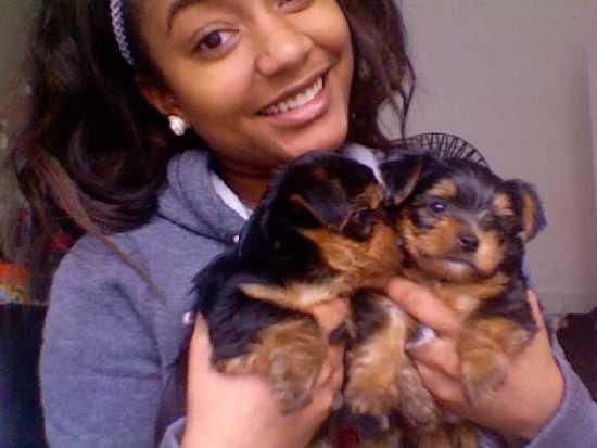 teacup yorkies