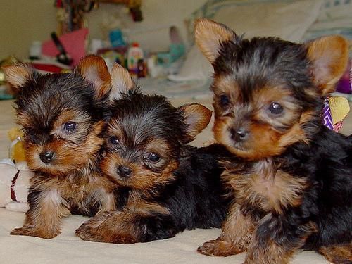 Yorkshire terrier puppy boy
