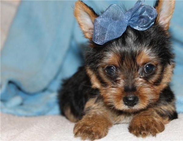 Teacup Yorkie