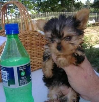 Akc Teacup Yorkie Puppy For Free Adoption