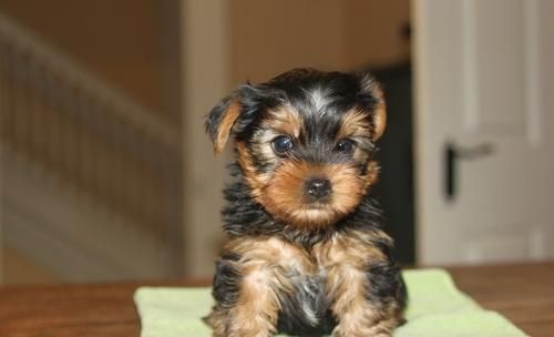 yorkies yorkies now available