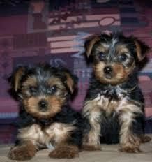 Quality Tiny Yorkie Puppies