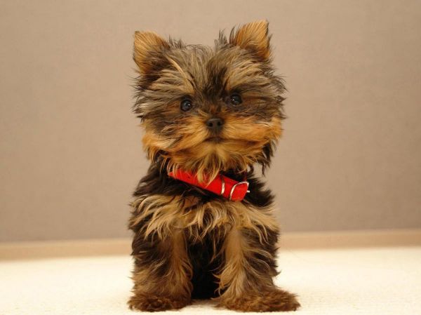 Yorkshire Terrier
