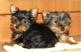 Cute Yorkie Puppies(***) ***-***7