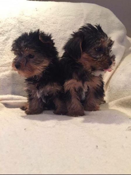 Yorkshire Terrier Puppies
