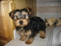 2 Yorkshire terrier puppies