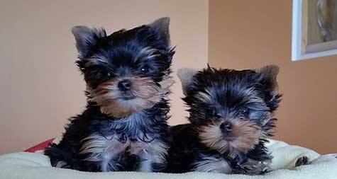 Amazing Male And Female Yorkie Puppies