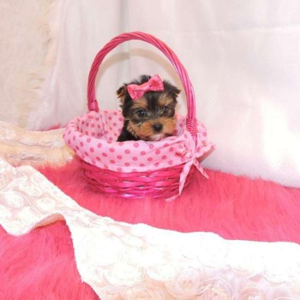 Female And Male Yorkie Available(***) ***-***9