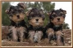 Registered Yorkie Puppies for Adoption