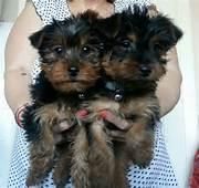 Yorkshire Terrier Puppies