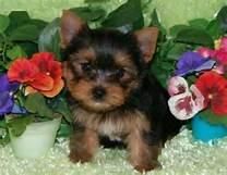 Yorkies (1 Female/1 Male)