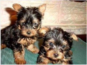 Yorkie puppies - 11 weeks old